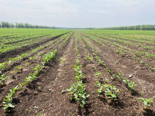 齊齊哈爾創(chuàng)新模式，為牲畜供需雙方搭建火熱銷(xiāo)售橋梁