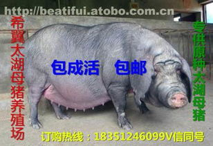 太湖母豬價(jià)格、廠家與供應(yīng)商推薦 鹽城市亭湖區(qū)南洋鎮(zhèn)沂之水農(nóng)產(chǎn)品經(jīng)營(yíng)部熱賣(mài)中